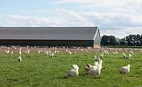 Free-range Chickens Free-range Chickens