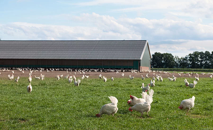 Free-range Chickens