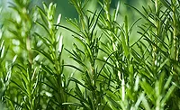 Rosemary