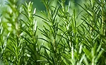 Rosemary
