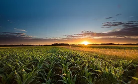 Corn Field at Sunset