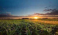 Corn Field at Sunset