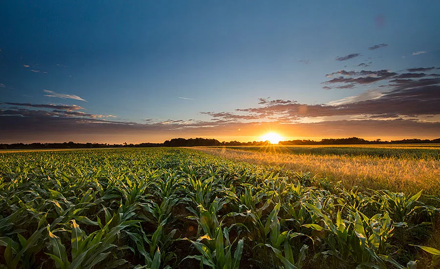 Corn Field at Sunset