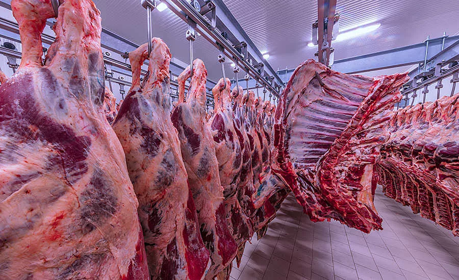 Beef Carcasses