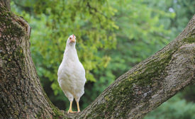 Chicken Standing in a Tree