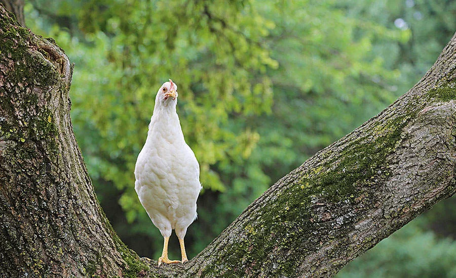Chicken Standing in a Tree