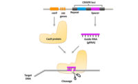 Illustration of the CRISPR-Cas9 system containing Cas9 protein and guide RNA