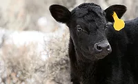 Calf Black Calf with Yellow Ear Tag