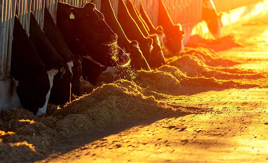 Feedlot Cattle
