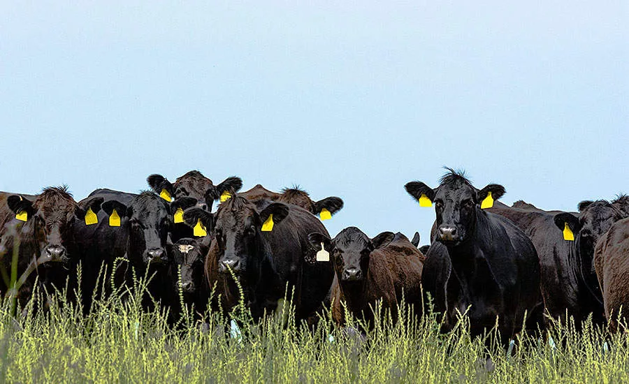 Herd of Cattle