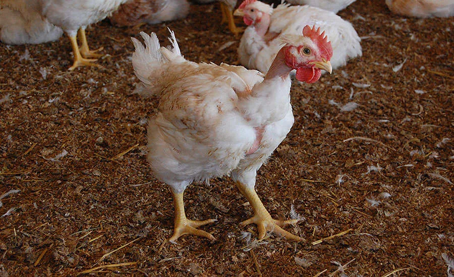 The Free Ranger Bird is a robust, active, nakednecked breed