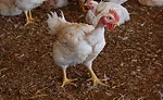 The Free Ranger Bird is a robust, active, nakednecked breed
