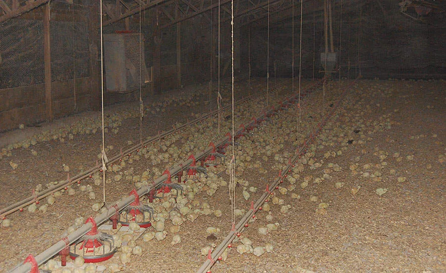 Chicks at Feeders in Chicken House