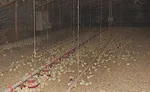 Chicks at Feeders in Chicken House