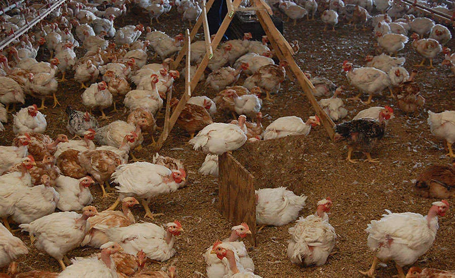 A Global Animal Partnership (GAP) Certified Chicken House