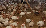 A Global Animal Partnership (GAP) Certified Chicken House