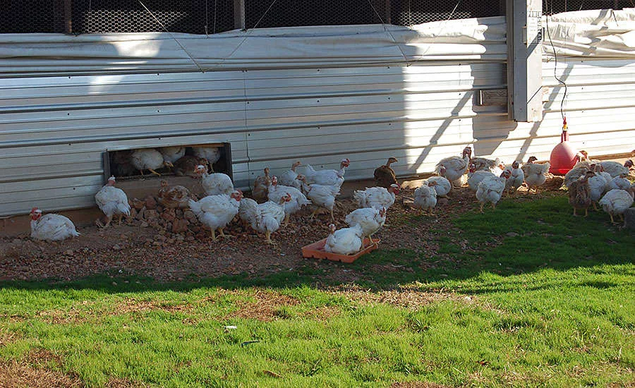 Free Range Chickens with Access to Pasture