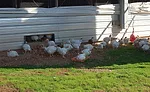 Free Range Chickens with Access to Pasture