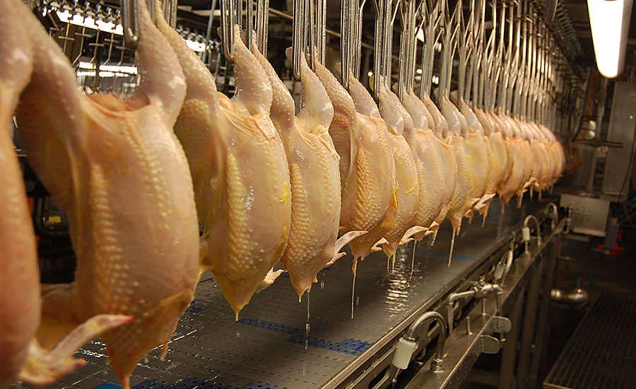 Chicken Carcasses Showing Well-defined Muscle Structure of Crystal Lake Farms' Free Ranger Breed
