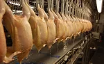 Chicken Carcasses Showing Well-defined Muscle Structure of Crystal Lake Farms' Free Ranger Breed