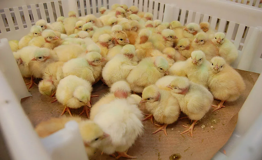 Chicks Being Transported in a Box