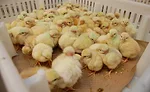 Chicks Being Transported in a Box