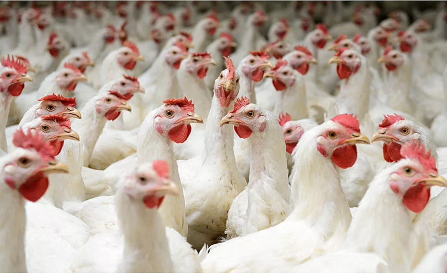 Flock of Chickens