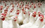 Flock of Chickens