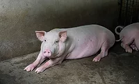 Hogs Hogs