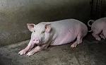 Hogs