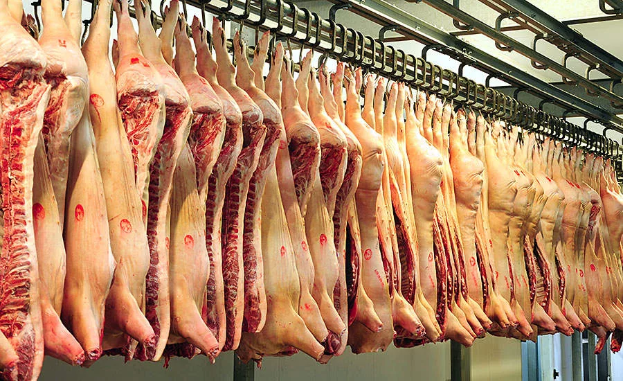 Pig Carcasses