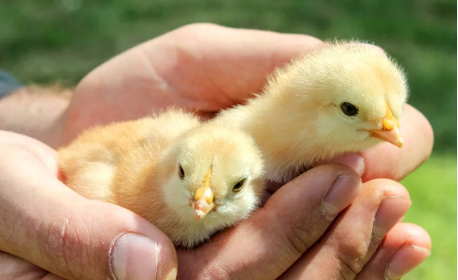 Two Chicks Held in Hands