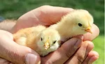 Two Chicks Held in Hands