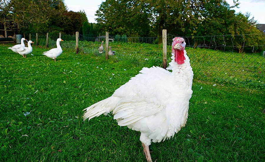 Turkey