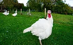 Turkey