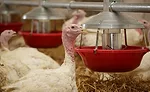 Turkey at Feeder