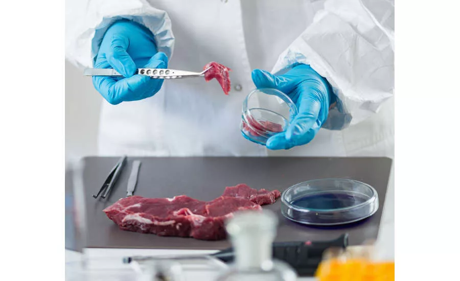 Rapid Testing Sample of Meat