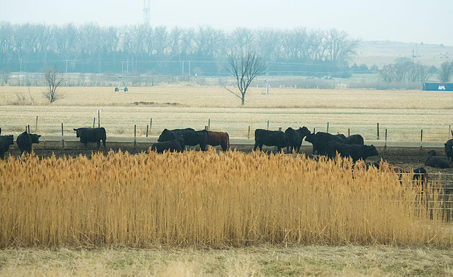 Herd of Cows in Field