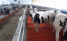 Veal Calves in Group Housing