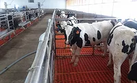 Veal Calves in Group Housing