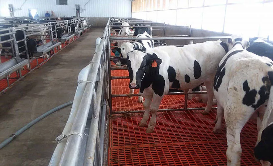 Veal Calves in Group Housing