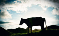 Silhouette of Cow in Field