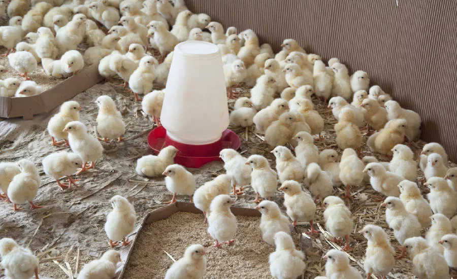 Flock of Chicks Around Feeder
