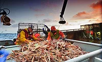 King Crab Fishermen King Crab Fishermen
