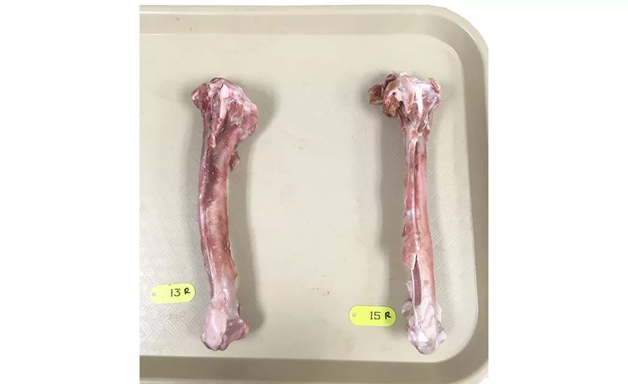 Turkey Leg Bones
