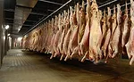 Carcasses Hanging in CS Beef Packers Plant