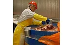Worker at CS Beef Packers Plant