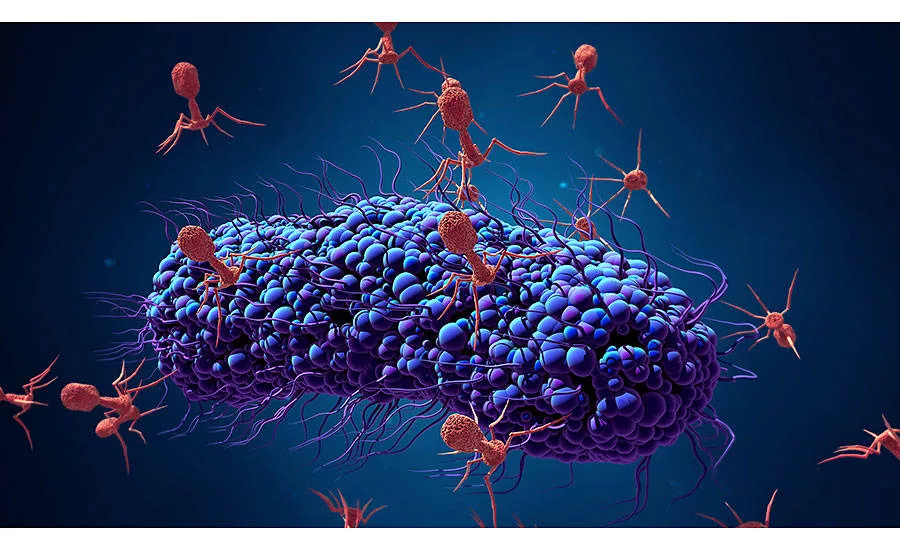 Bacteriophages Fighting Bacteria