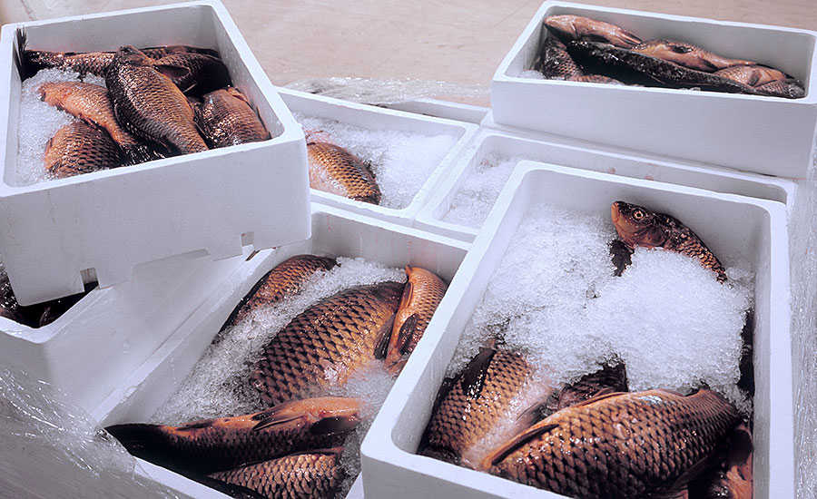 Packages of Fish in Ice