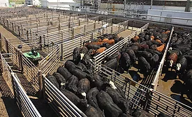 Robotic Cattle Driver